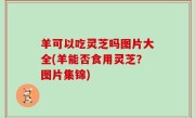羊可以吃灵芝吗图片大全(羊能否食用灵芝？图片集锦)