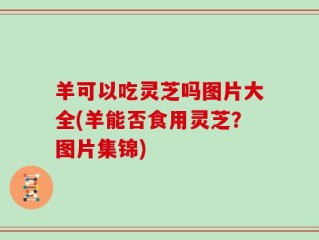 羊可以吃灵芝吗图片大全(羊能否食用灵芝？图片集锦)