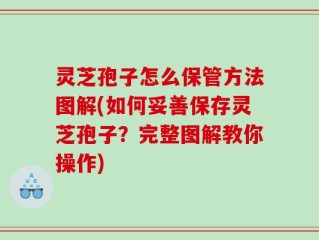 灵芝孢子怎么保管方法图解(如何妥善保存灵芝孢子？完整图解教你操作)