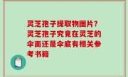 灵芝孢子提取物图片？灵芝孢子究竟在灵芝的伞面还是伞底有相关参考书籍