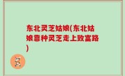东北灵芝姑娘(东北姑娘靠种灵芝走上致富路)