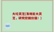 大坨灵芝(发现巨大灵芝，研究挖掘价值！)