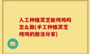 人工种植灵芝能炖鸡吗怎么做(手工种植灵芝炖鸡的做法分享)