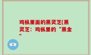鸡枞里面的黑灵芝(黑灵芝：鸡枞里的“黑金”