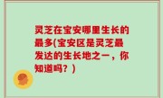灵芝在宝安哪里生长的最多(宝安区是灵芝最发达的生长地之一，你知道吗？)