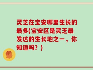 灵芝在宝安哪里生长的最多(宝安区是灵芝最发达的生长地之一，你知道吗？)