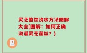 灵芝菌丝浇水方法图解大全(图解：如何正确浇灌灵芝菌丝？)