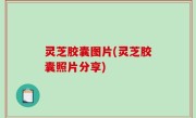 灵芝胶囊图片(灵芝胶囊照片分享)