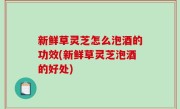 新鲜草灵芝怎么泡酒的功效(新鲜草灵芝泡酒的好处)