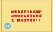 新安有灵芝生长吗图片及价格新安重度有机灵芝，图片价格齐全！)