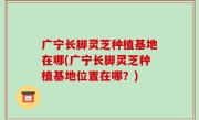 广宁长脚灵芝种植基地在哪(广宁长脚灵芝种植基地位置在哪？)
