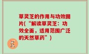 草灵芝的作用与功效图片(“解读草灵芝：功效全面，适用范围广泛的天然草药”)