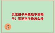 灵芝孢子采集后不需晒干？灵芝孢子粉怎么种