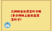 几种树会长灵芝叶子呢(多少种树上能长出灵芝叶子？