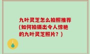 九叶灵芝怎么拍照推荐(如何拍摄出令人惊艳的九叶灵芝照片？)