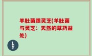 羊肚菌跟灵芝(羊肚菌与灵芝：天然的草药益处)
