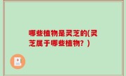 哪些植物是灵芝的(灵芝属于哪些植物？)