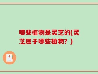 哪些植物是灵芝的(灵芝属于哪些植物？)