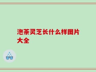 泡茶灵芝长什么样图片大全
