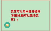 灵芝可以用木糠种植吗(利用木糠可以栽培灵芝？)