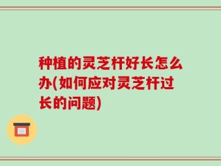 种植的灵芝杆好长怎么办(如何应对灵芝杆过长的问题)