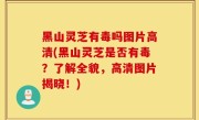 黑山灵芝有毒吗图片高清(黑山灵芝是否有毒？了解全貌，高清图片揭晓！)