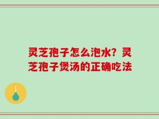 灵芝孢子怎么泡水？灵芝孢子煲汤的正确吃法