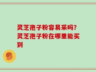 灵芝孢子粉容易采吗？灵芝孢子粉在哪里能买到