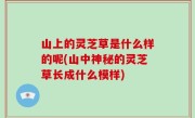 山上的灵芝草是什么样的呢(山中神秘的灵芝草长成什么模样)