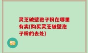 灵芝破壁孢子粉在哪里有卖(购买灵芝破壁孢子粉的去处)
