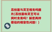 荔枝菌与灵芝相克吗图片(荔枝菌和灵芝可以同时食用吗？解密两种蘑菇的相容性问题！)