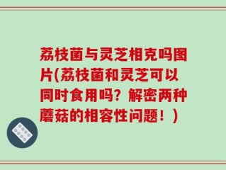 荔枝菌与灵芝相克吗图片(荔枝菌和灵芝可以同时食用吗？解密两种蘑菇的相容性问题！)