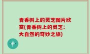 青香树上的灵芝图片欣赏(青香树上的灵芝：大自然的奇妙之旅)