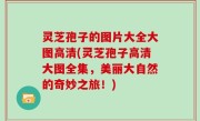 灵芝孢子的图片大全大图高清(灵芝孢子高清大图全集，美丽大自然的奇妙之旅！)