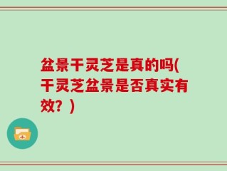 盆景干灵芝是真的吗(干灵芝盆景是否真实有效？)