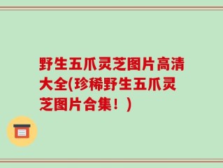 野生五爪灵芝图片高清大全(珍稀野生五爪灵芝图片合集！)