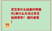 灵芝拿什么粘着好呢图片(用什么方法让灵芝粘得更牢？-图片解答)