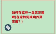 如何在家养一盘灵芝菌呢(在家如何成功养灵芝菌？)