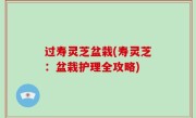 过寿灵芝盆栽(寿灵芝：盆栽护理全攻略)