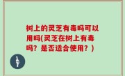 树上的灵芝有毒吗可以用吗(灵芝在树上有毒吗？是否适合使用？)