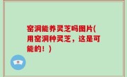 窑洞能养灵芝吗图片(用窑洞种灵芝，这是可能的！)