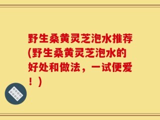 野生桑黄灵芝泡水推荐(野生桑黄灵芝泡水的好处和做法，一试便爱！)