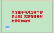 灵芝孢子与灵芝哪个容易过敏？灵芝有哪些形态特征和功效