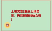 上坝灵芝(重庆上坝灵芝：天然健康的仙女菇)