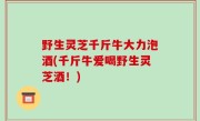 野生灵芝千斤牛大力泡酒(千斤牛爱喝野生灵芝酒！)