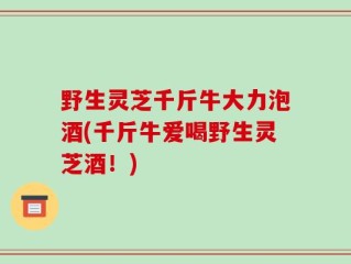 野生灵芝千斤牛大力泡酒(千斤牛爱喝野生灵芝酒！)