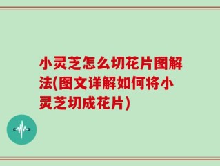 小灵芝怎么切花片图解法(图文详解如何将小灵芝切成花片)