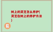 树上的灵芝怎么养护(灵芝在树上的养护方法)