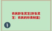 农民野生灵芝(野生灵芝：农民的珍贵财富)