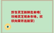 野生灵芝新鲜出来喽(珍稀灵芝现身市场，欣欣向荣开出新芽)